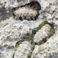 фото из отзыва ID 2684870