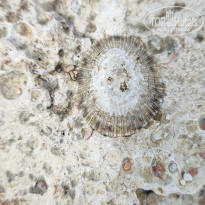 фото из отзыва ID 2684870