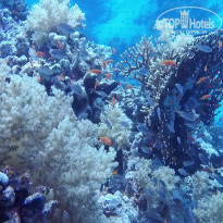 фото из отзыва ID 2683355