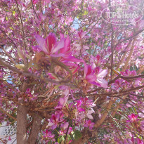 фото из отзыва ID 2686194