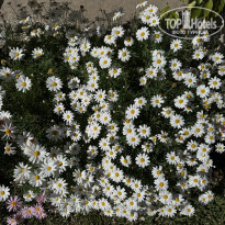 фото из отзыва ID 2686357