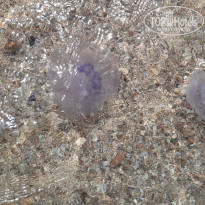 фото из отзыва ID 2686507