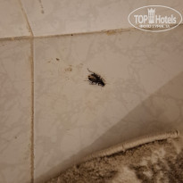 фото из отзыва ID 2686507