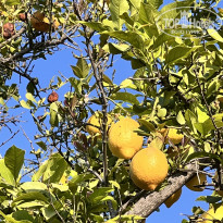 фото из отзыва ID 2686513