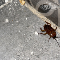 фото из отзыва ID 2686782