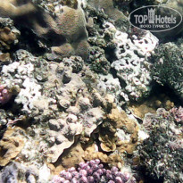 фото из отзыва ID 2686930