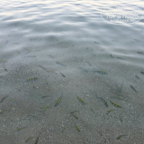 фото из отзыва ID 2687296