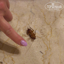 фото из отзыва ID 2685754