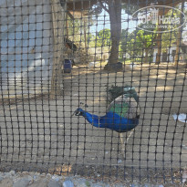 фото из отзыва ID 2687511