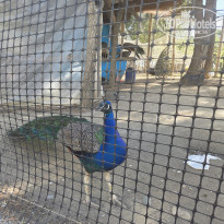 фото из отзыва ID 2687511