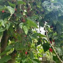 фото из отзыва ID 2687619