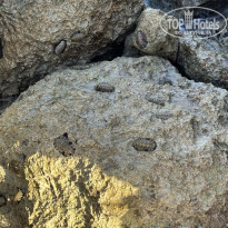 фото из отзыва ID 2687862