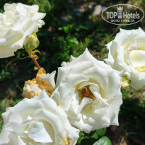 фото из отзыва ID 2687961