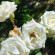 фото из отзыва ID 2687961