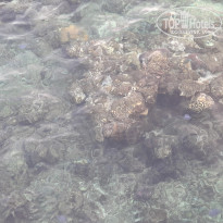 фото из отзыва ID 2688125