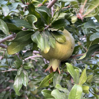 фото из отзыва ID 2688856