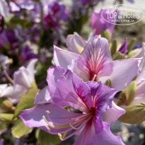 фото из отзыва ID 2689482