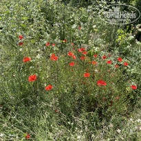 фото из отзыва ID 2689482