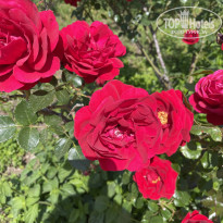 фото из отзыва ID 2689482