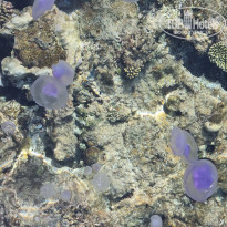 фото из отзыва ID 2689867