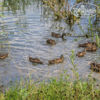 фото из отзыва ID 2681254