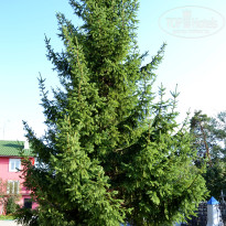 фото из отзыва ID 2681263