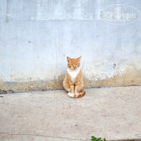 фото из отзыва ID 2681263