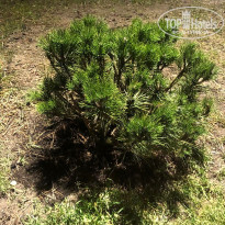 фото из отзыва ID 2689013