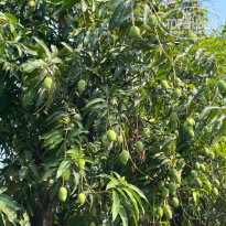 фото из отзыва ID 2684402