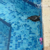 фото из отзыва ID 2690016