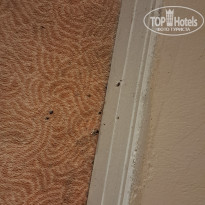 фото из отзыва ID 2690242