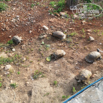 фото из отзыва ID 2690290