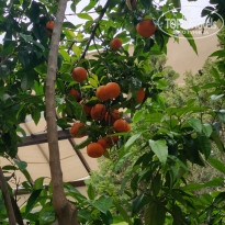 фото из отзыва ID 2690524