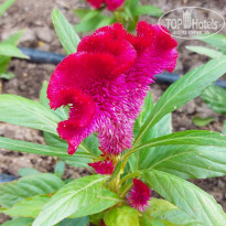 фото из отзыва ID 2690544