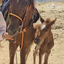 фото из отзыва ID 2691018