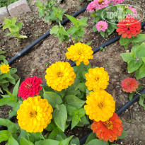 фото из отзыва ID 2691280