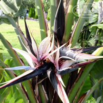 фото из отзыва ID 2692501