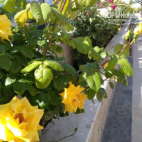 фото из отзыва ID 2692881