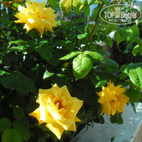 фото из отзыва ID 2692881