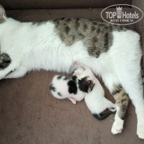 фото из отзыва ID 2693100