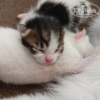 фото из отзыва ID 2693100