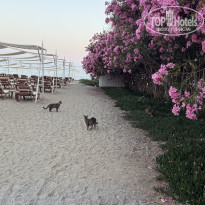 фото из отзыва ID 2693372