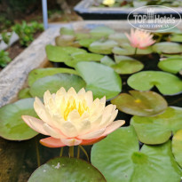 фото из отзыва ID 2693373