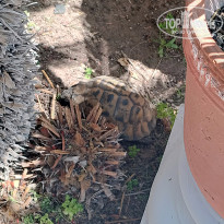 фото из отзыва ID 2693394