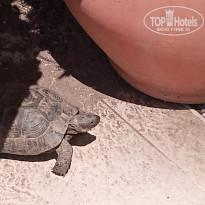 фото из отзыва ID 2693394