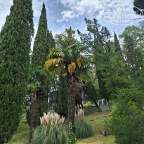 фото из отзыва ID 2693264