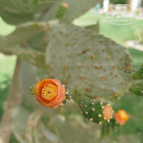 фото из отзыва ID 2693776