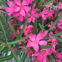 фото из отзыва ID 2693879