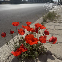 фото из отзыва ID 2694004
