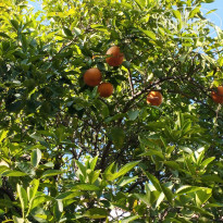 фото из отзыва ID 2693867